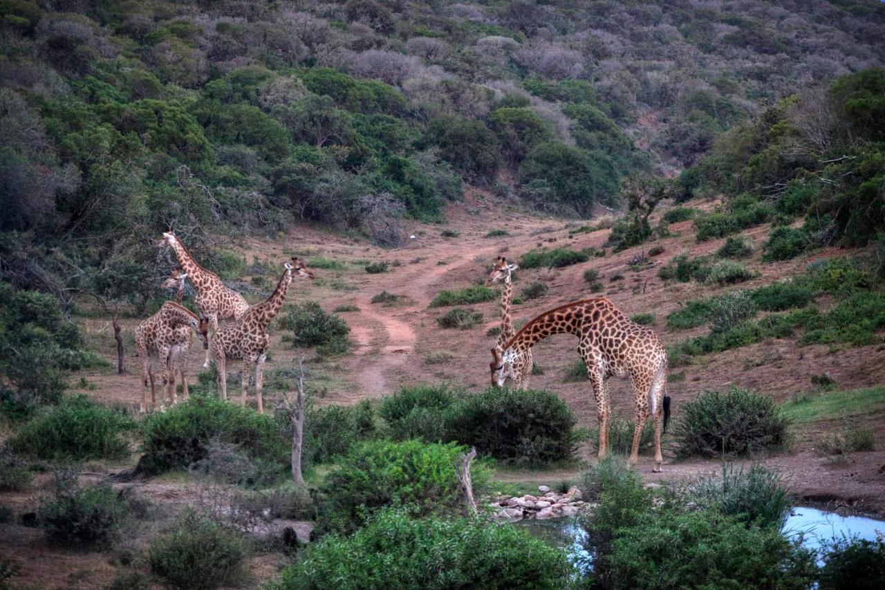 Safari Lodge - Amakhala Game Reserve Exterior foto